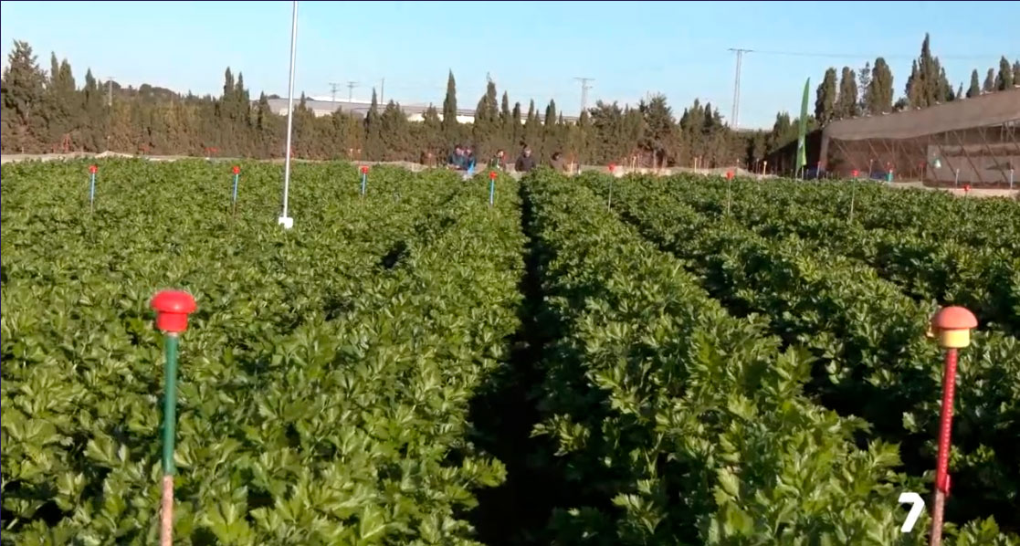 7rm reconoce el gran potencial de Algterra